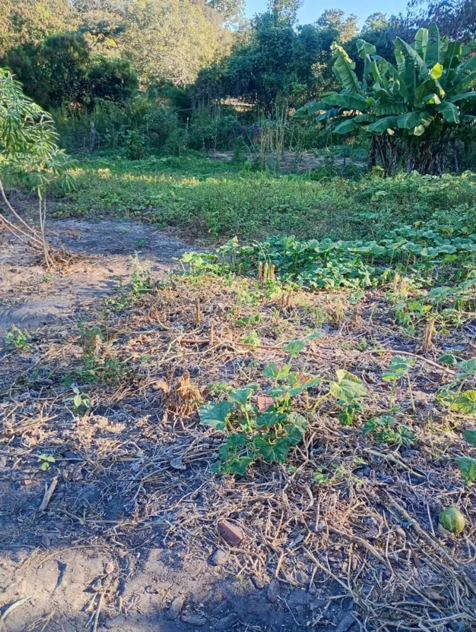 Vende se mini chácara  - Foto 2
