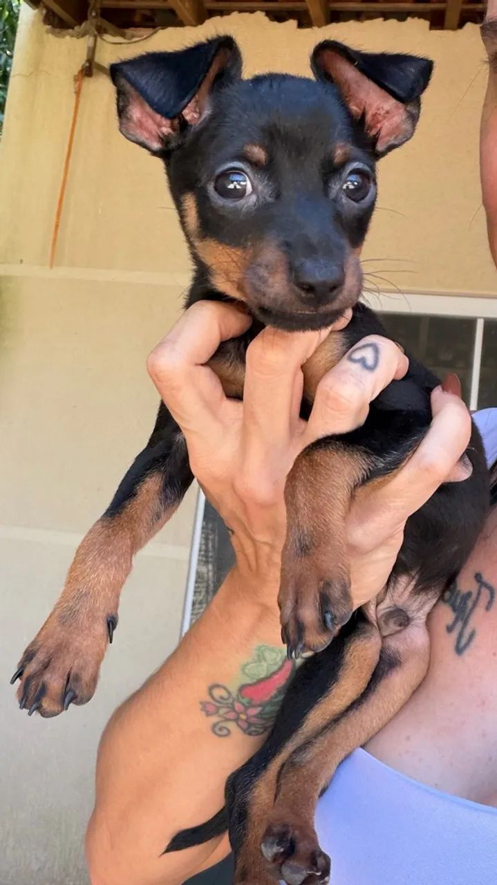 Pinscher machinho  - Foto 2