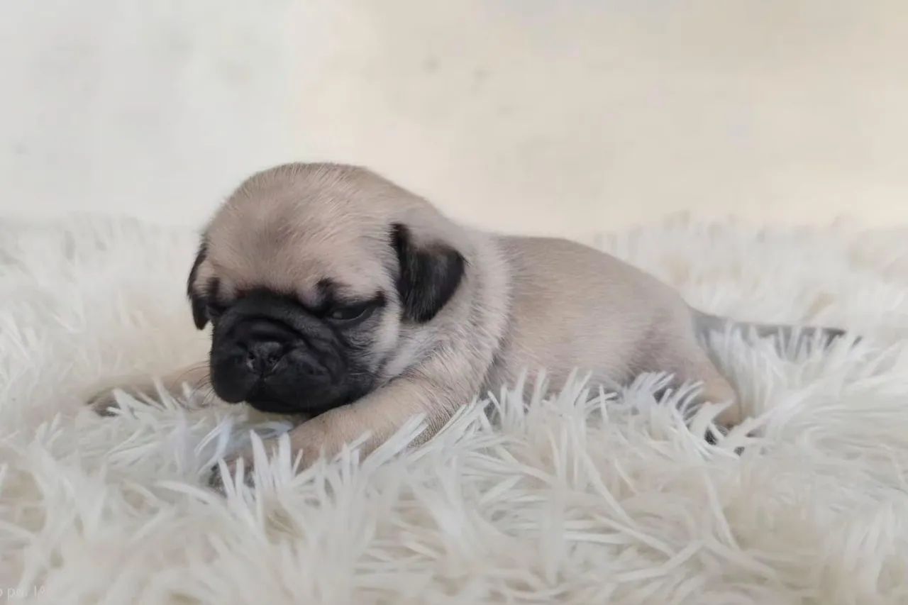 Pug - Foto 4
