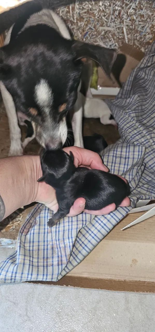 Pinscher filhotes  - Foto 3