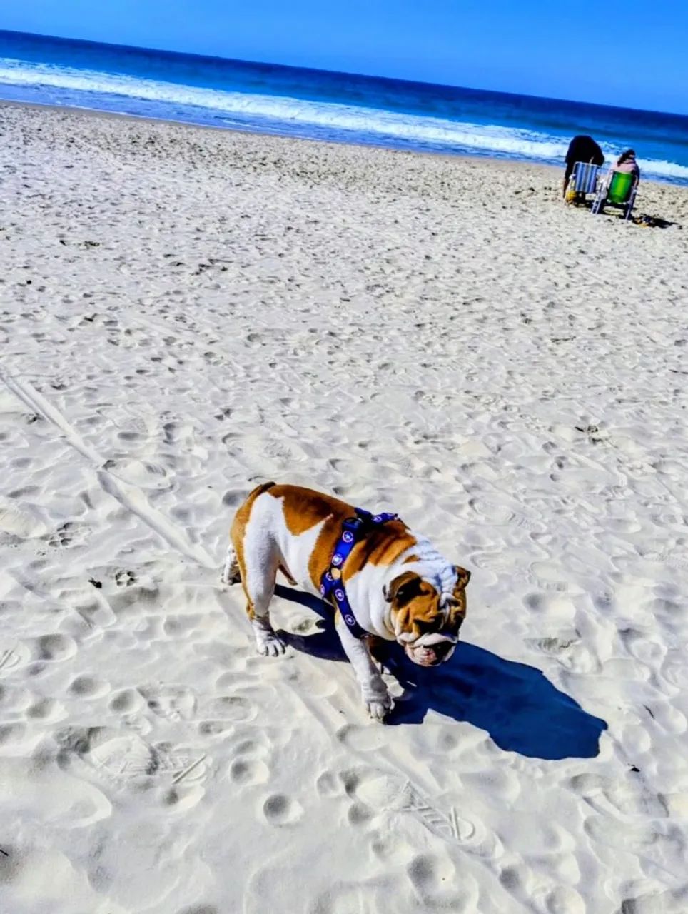Bulldog Inglês  - Foto 4