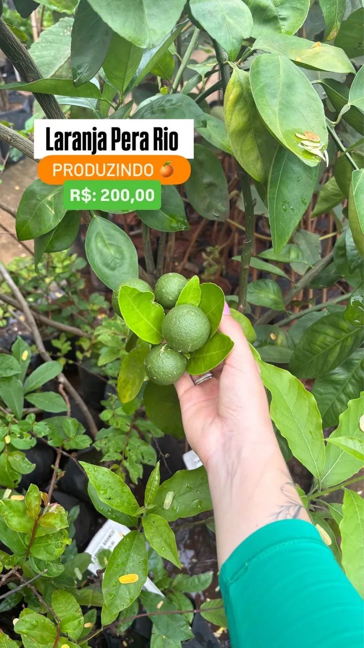 Muda de Laranja Pera Rio Produzindo 