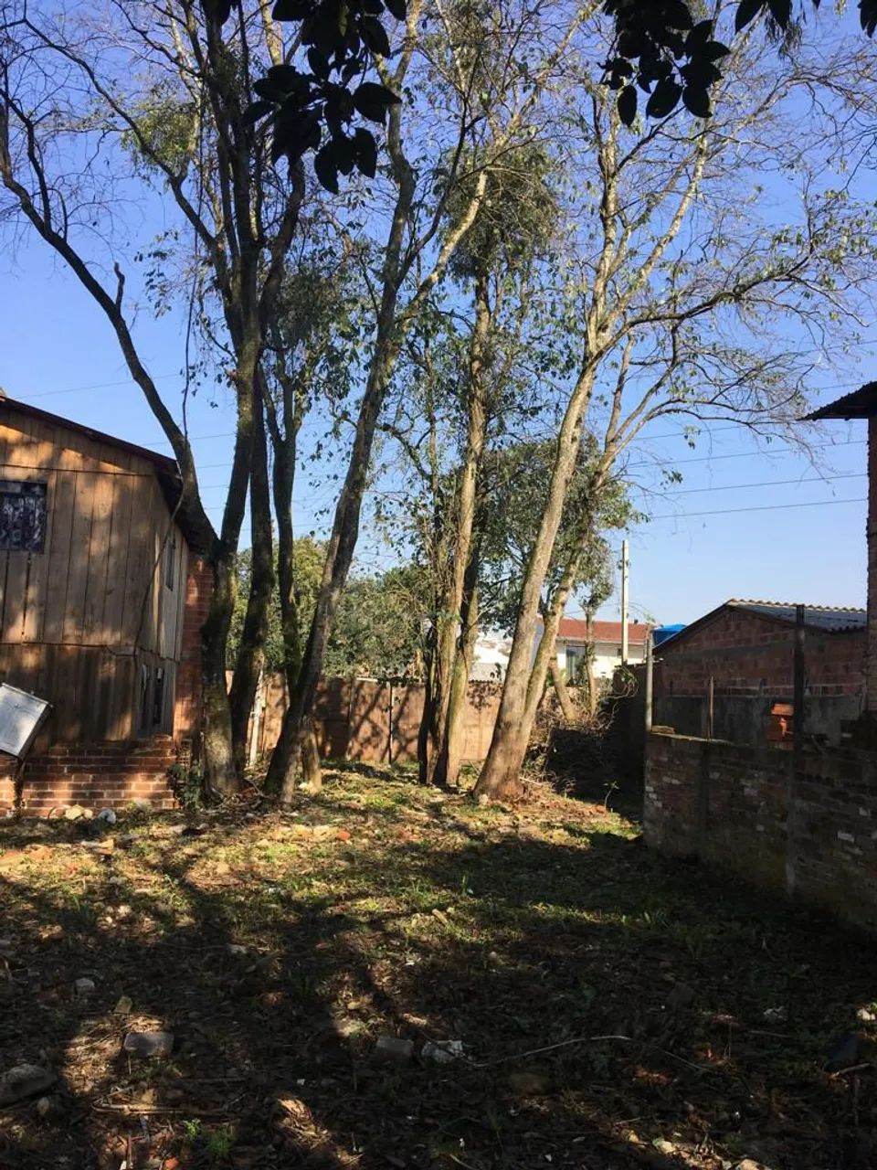 Corte e poda de árvore em geral  - Foto 3