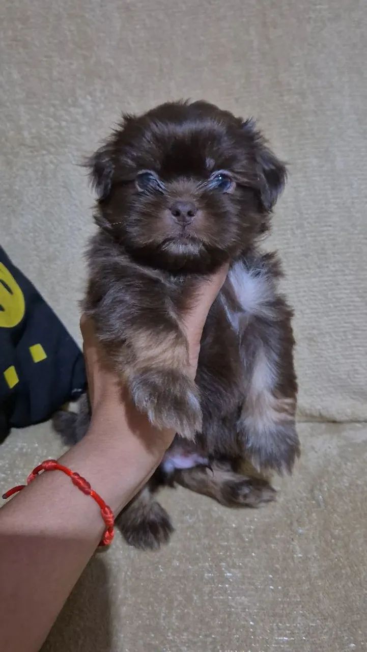 SHIH TZU - Foto 5
