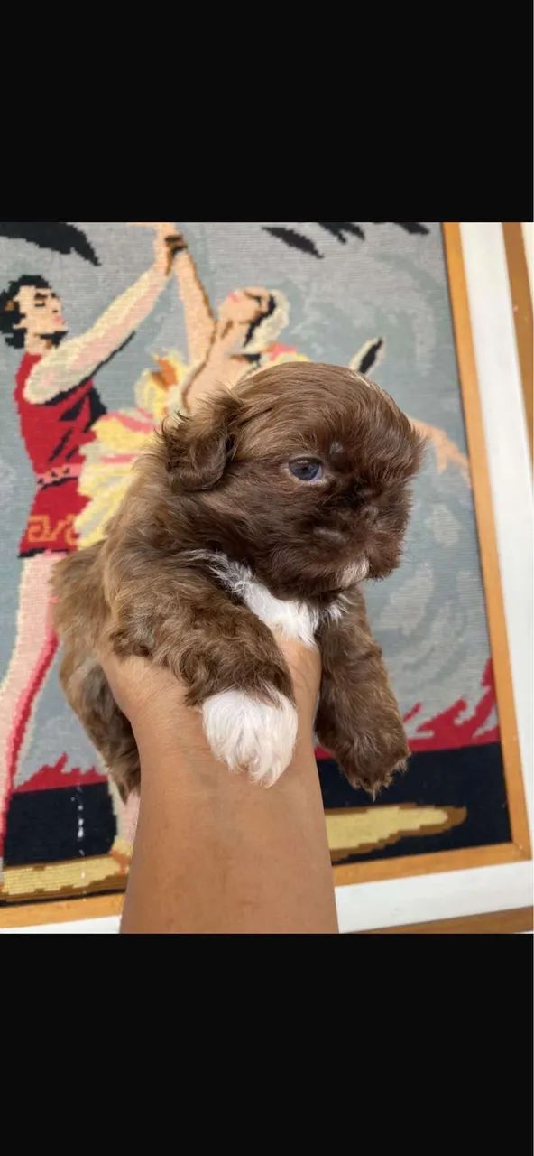 Shih-tzu com vacinacao chocolate 