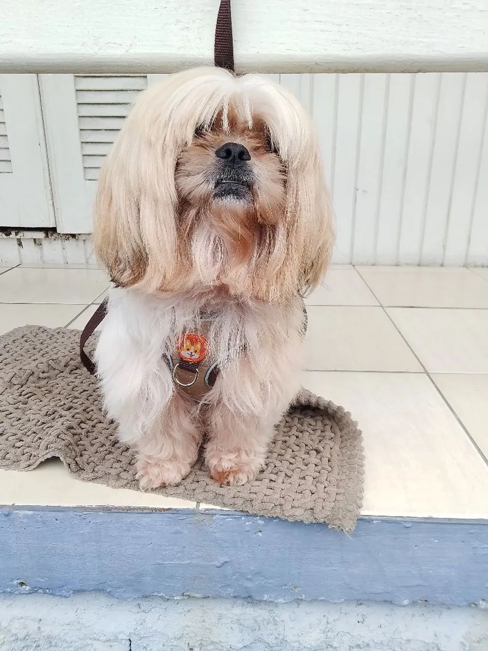 Vendo shitzu ele tem um ano de idade  - Foto 2