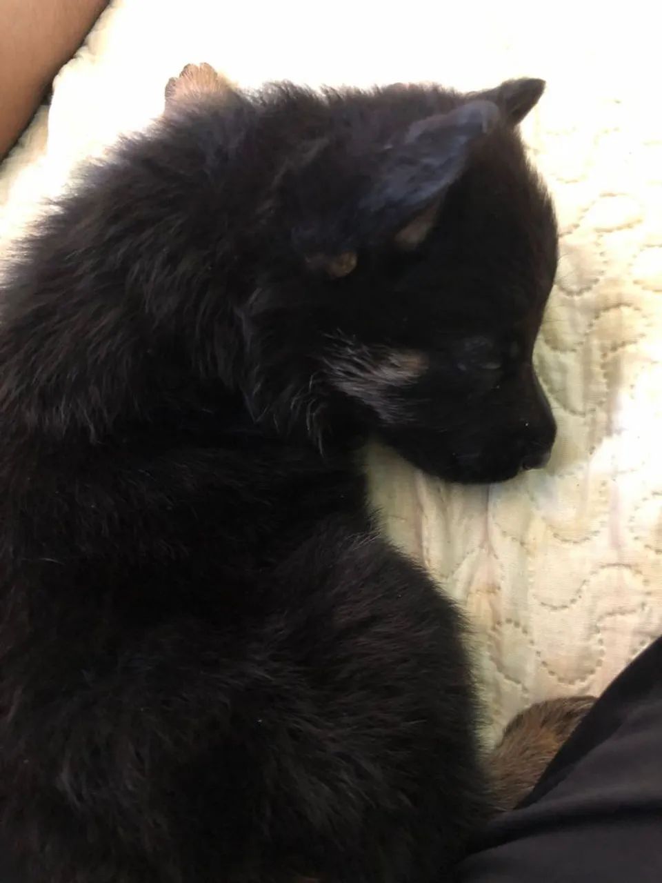 Pastor alemão capa preta 36 dias  - Foto 6