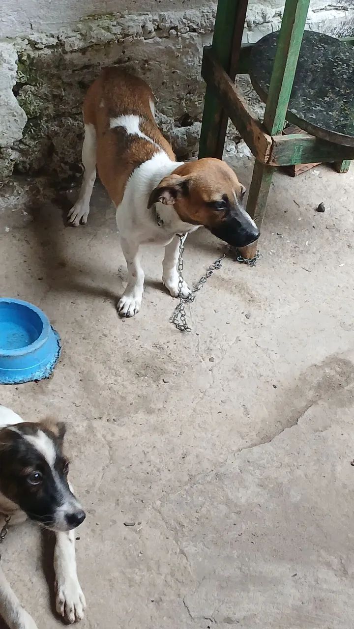 Adoção  - Foto 4