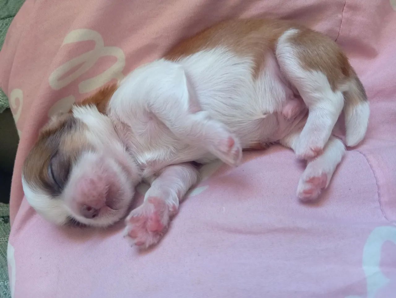 Shitzu puros  - Foto 3