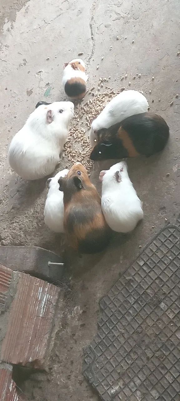 Vendo porquinhos da india 