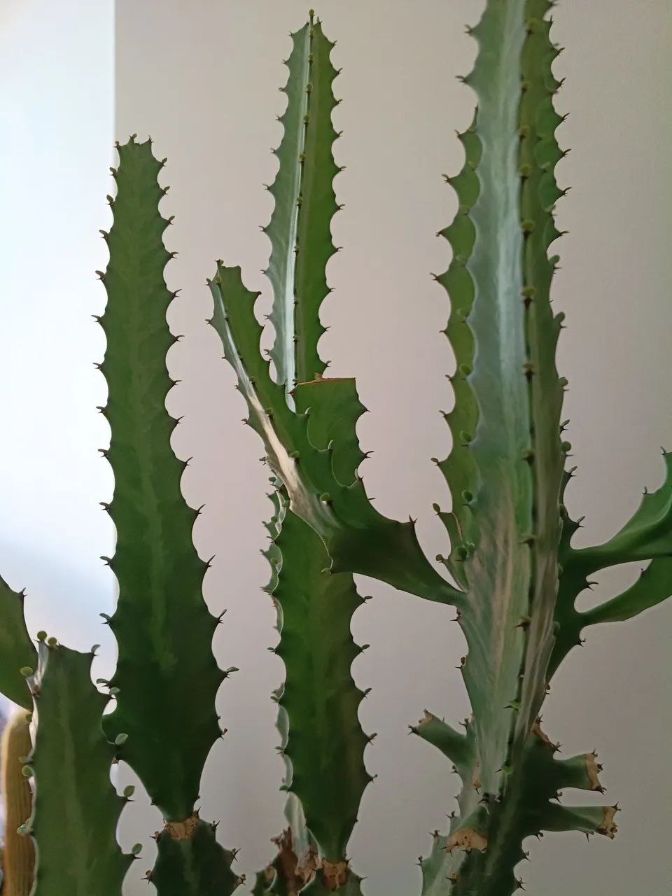 Planta  - Foto 4