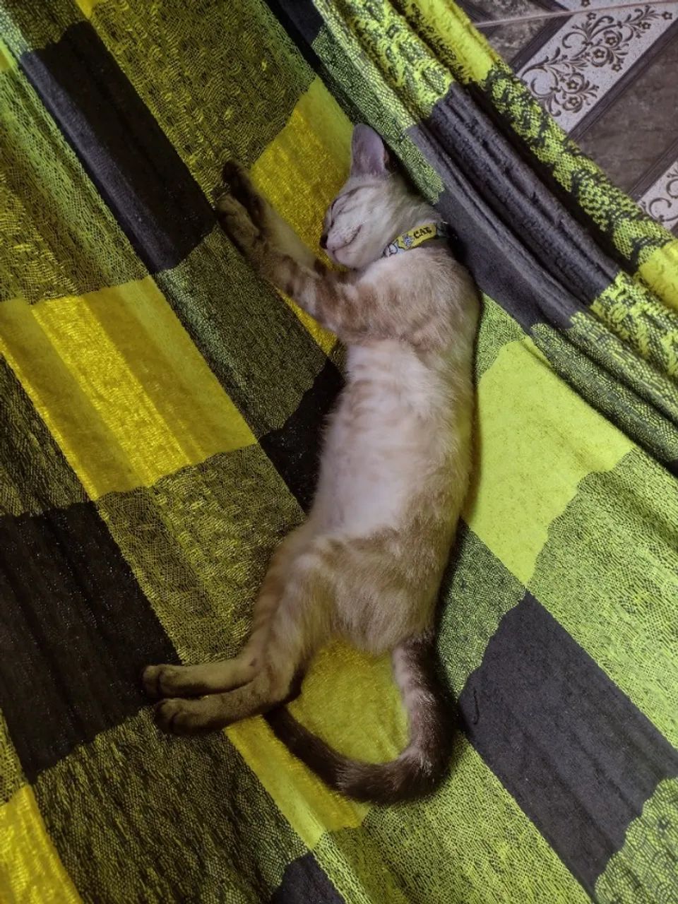 Adoção responsável - Foto 5