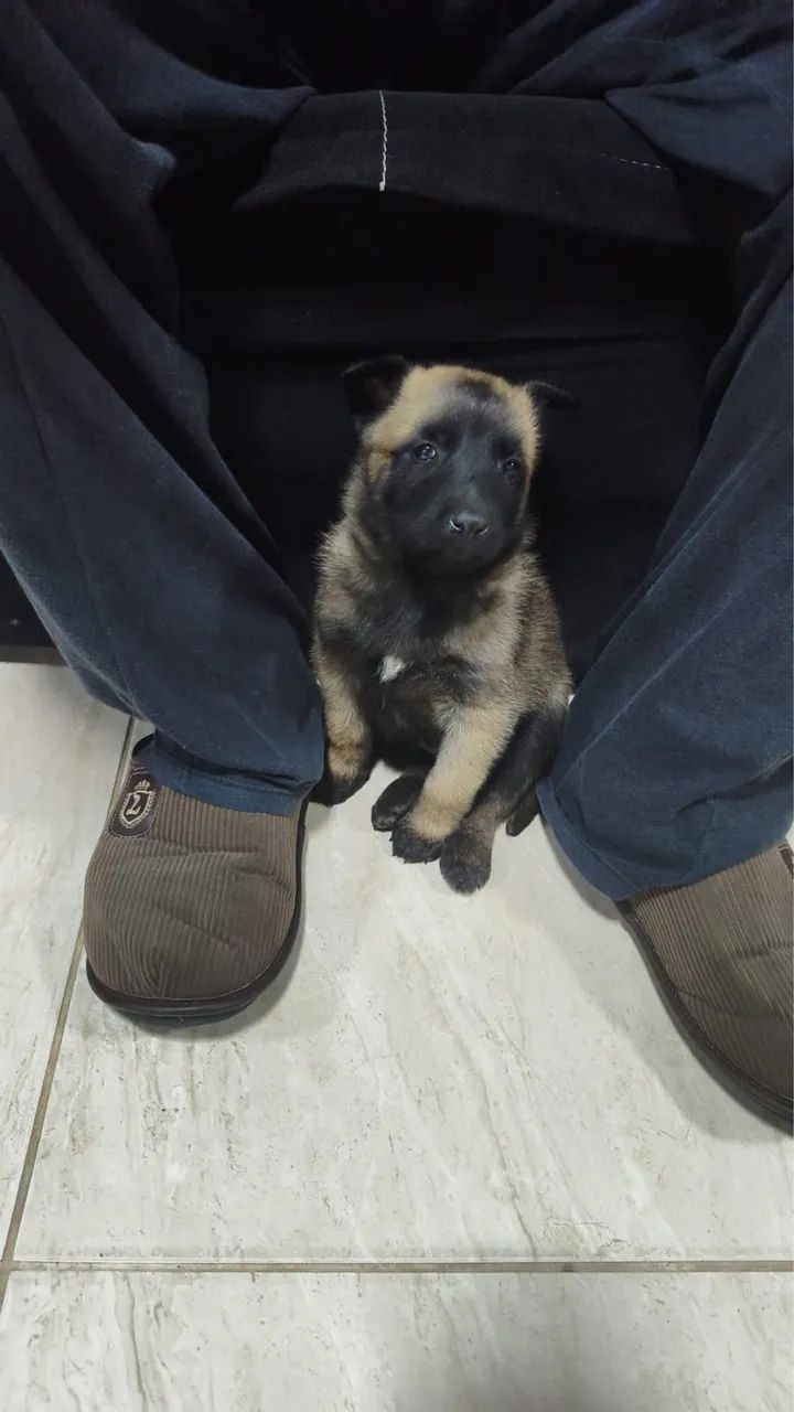 Filhotes de pastor belga malinois - Foto 3