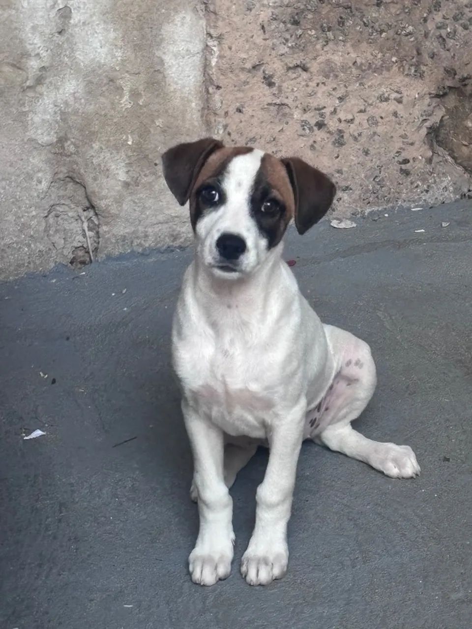 Doação Responsável de Cachorra - Foto 2