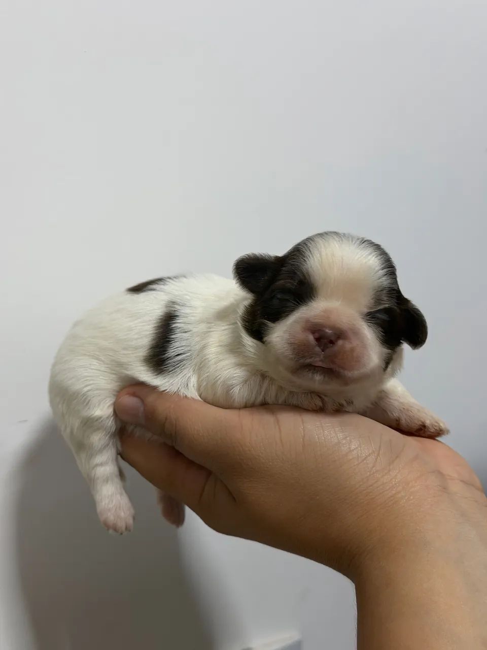 Shih tzu machos para reserva - Foto 2