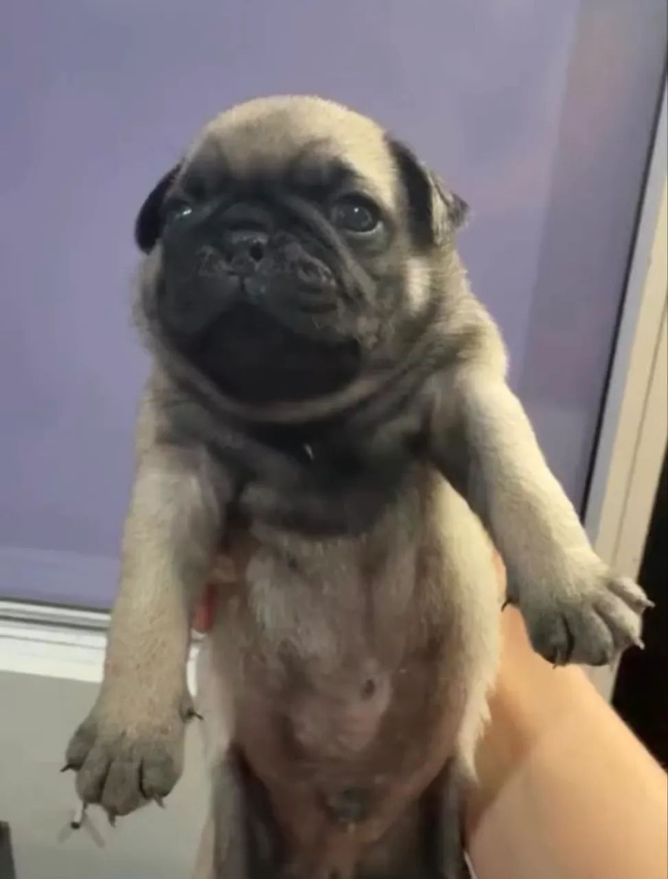 Pug macho 