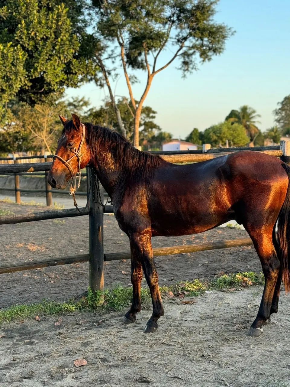 CAVALO MARCHA BATIDA - Foto 6