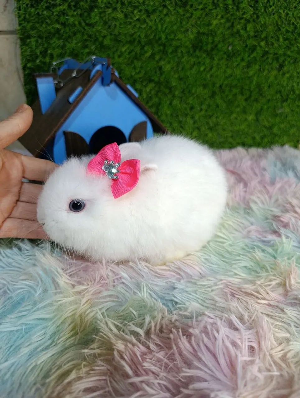 Mini Coelhos  - Foto 5