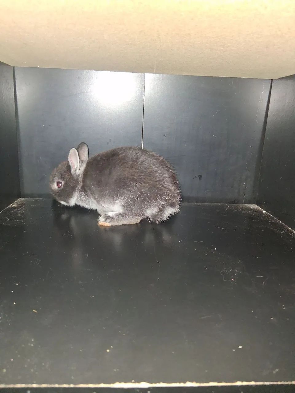 Coelho Fêmea raça Netherland Dwarf anão holandês pelagem Sable Marten - Foto 3