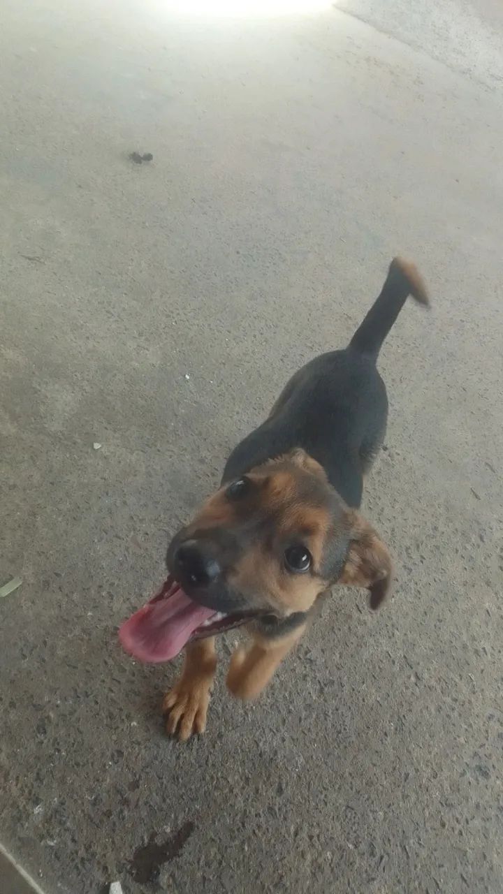 Cachorros  - Foto 5