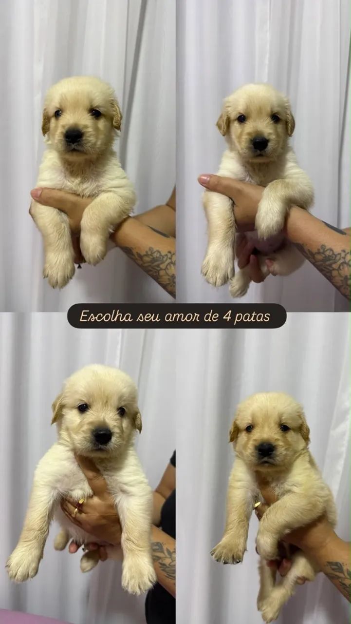 Golden Retriever 