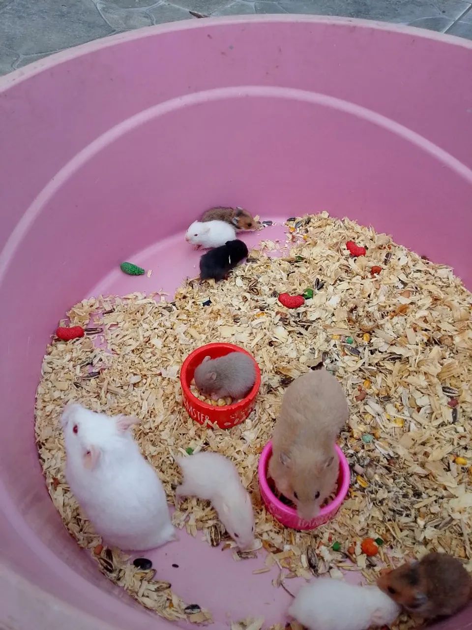 Hamster filhotes - Foto 2