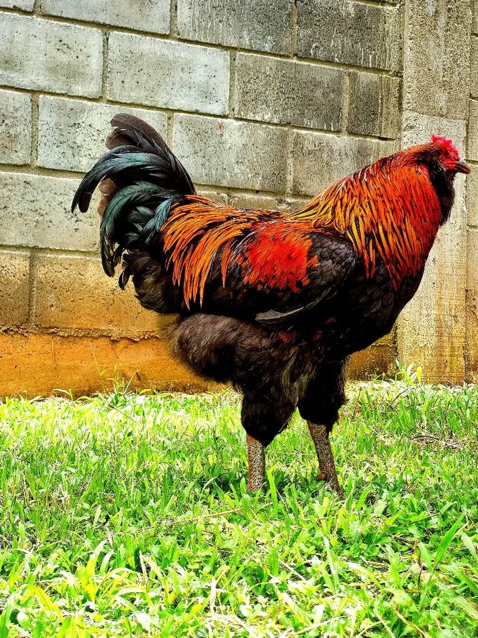 Ovos férteis Ameraucana  - Foto 3