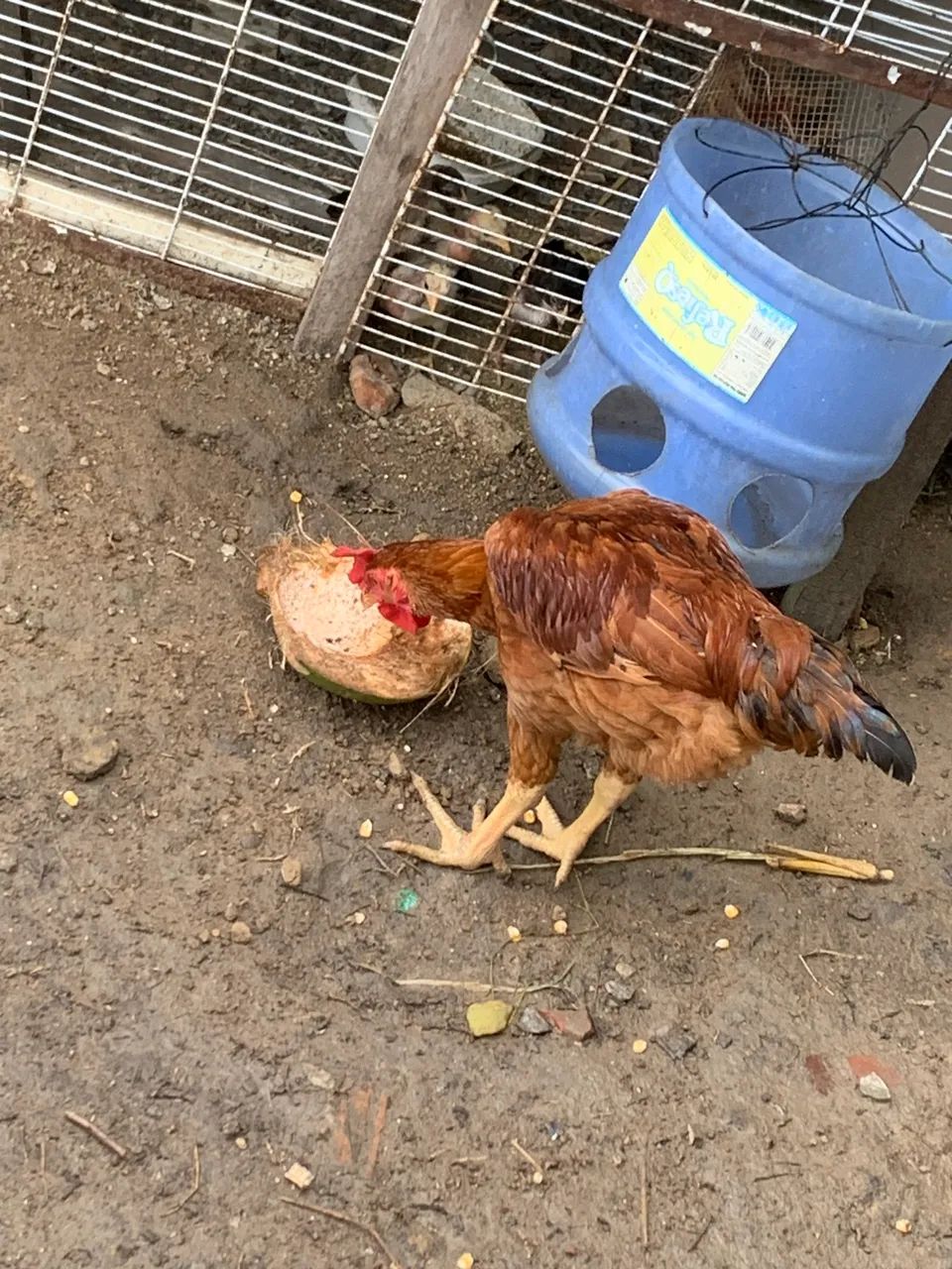 Frango lodilam galinha  - Foto 2