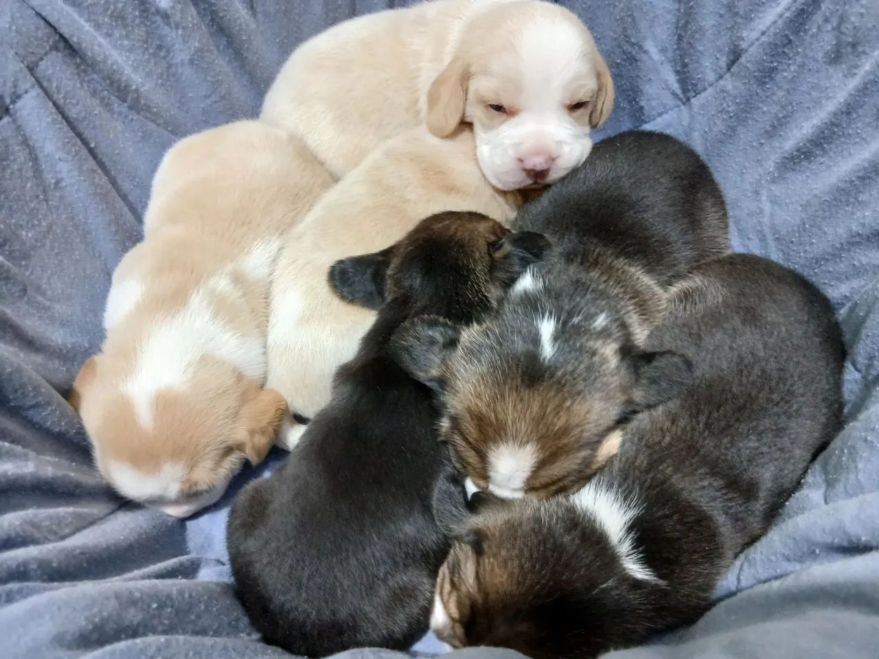 Filhotes de Beagle  - Foto 3