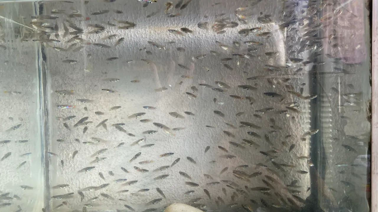 Guppies adultos e filhotes à venda - Foto 6