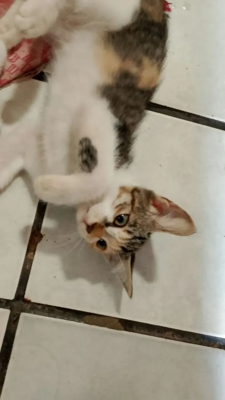 Gatinhas para Doação  - Foto 2