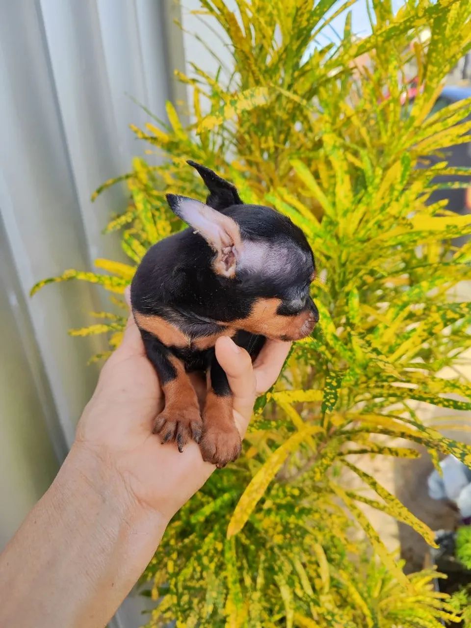 Pinscher  - Foto 5