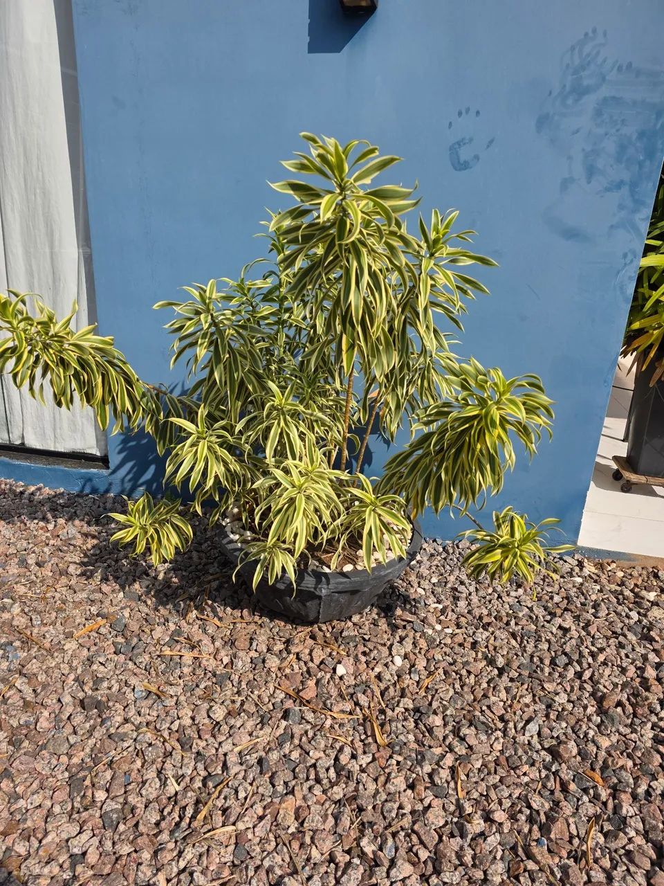 Plantas - Foto 5