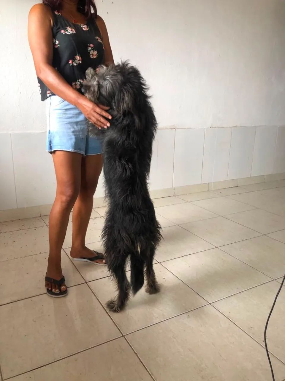 Doação de cachorros 