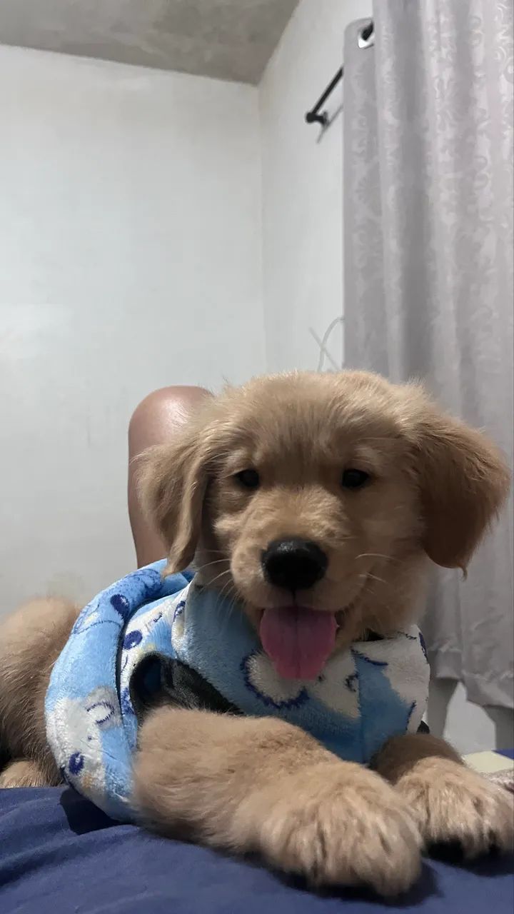Golden retriever  - Foto 2