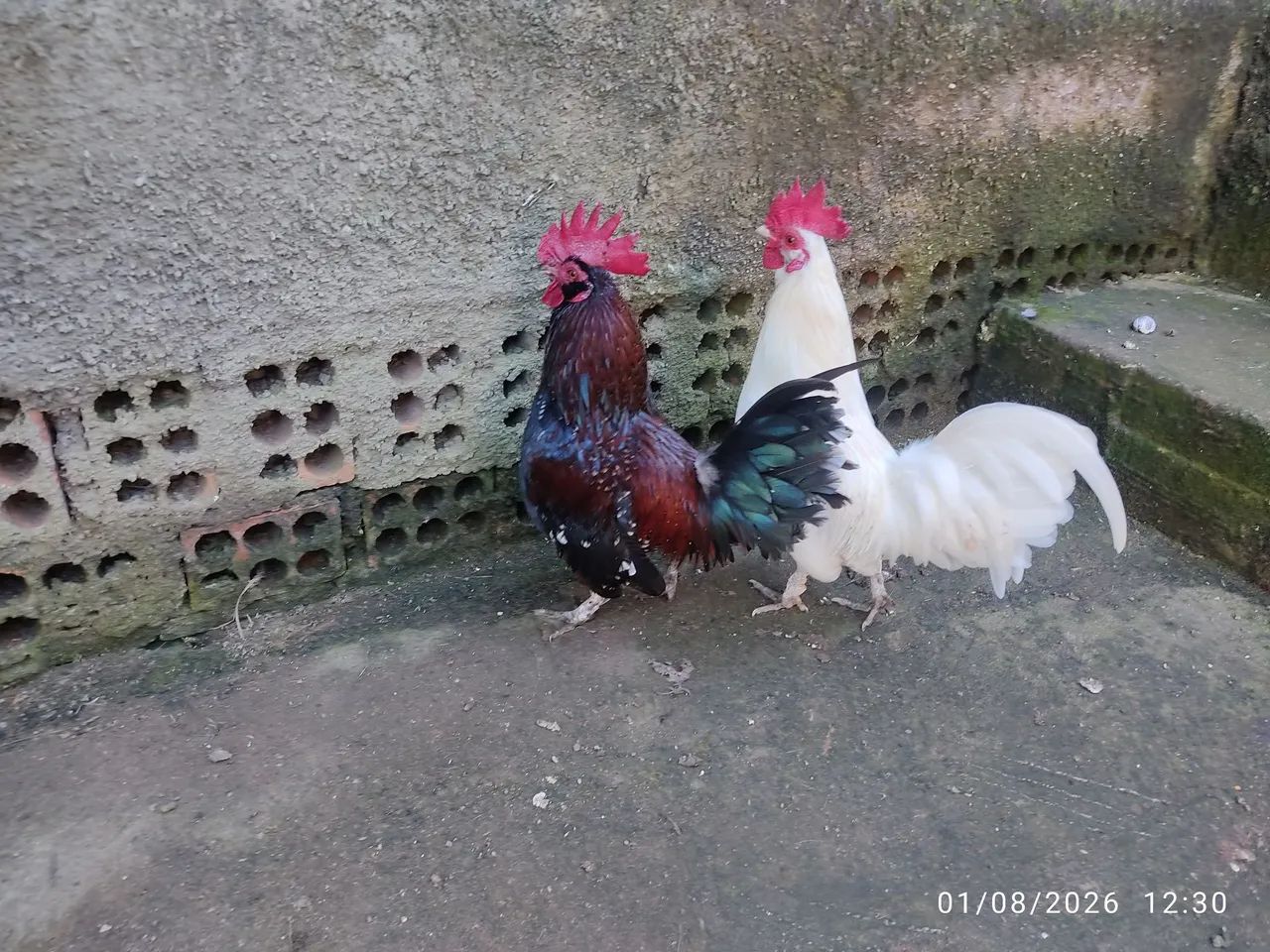 Garnizé