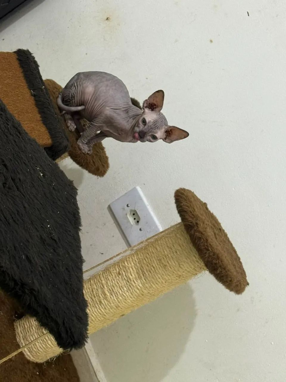 gato Sphynx  macho - Foto 2