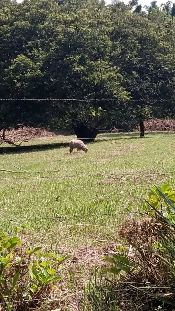 Oportunidade! Linda Chácara em São José dos Pinhais.   - Foto 3