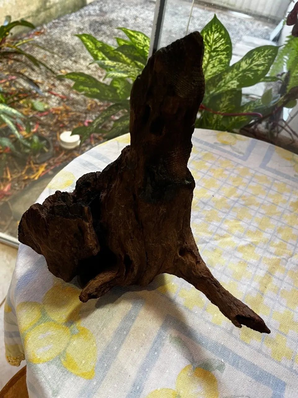 Tronco de aroeira para aquário  - Foto 3