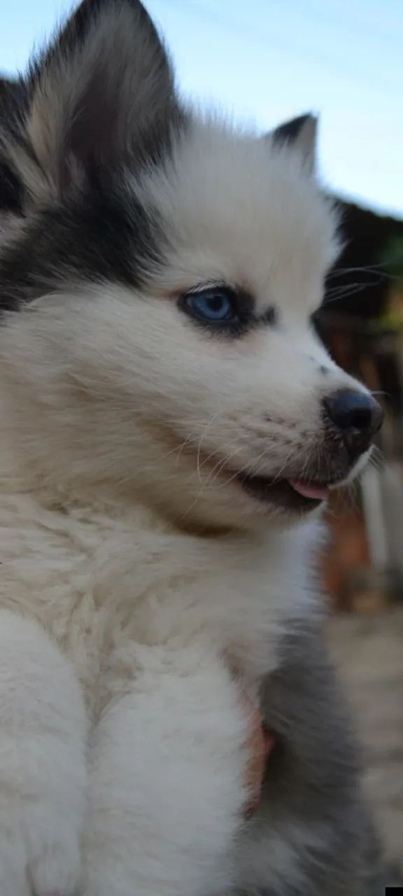 Pomsky  - Foto 3