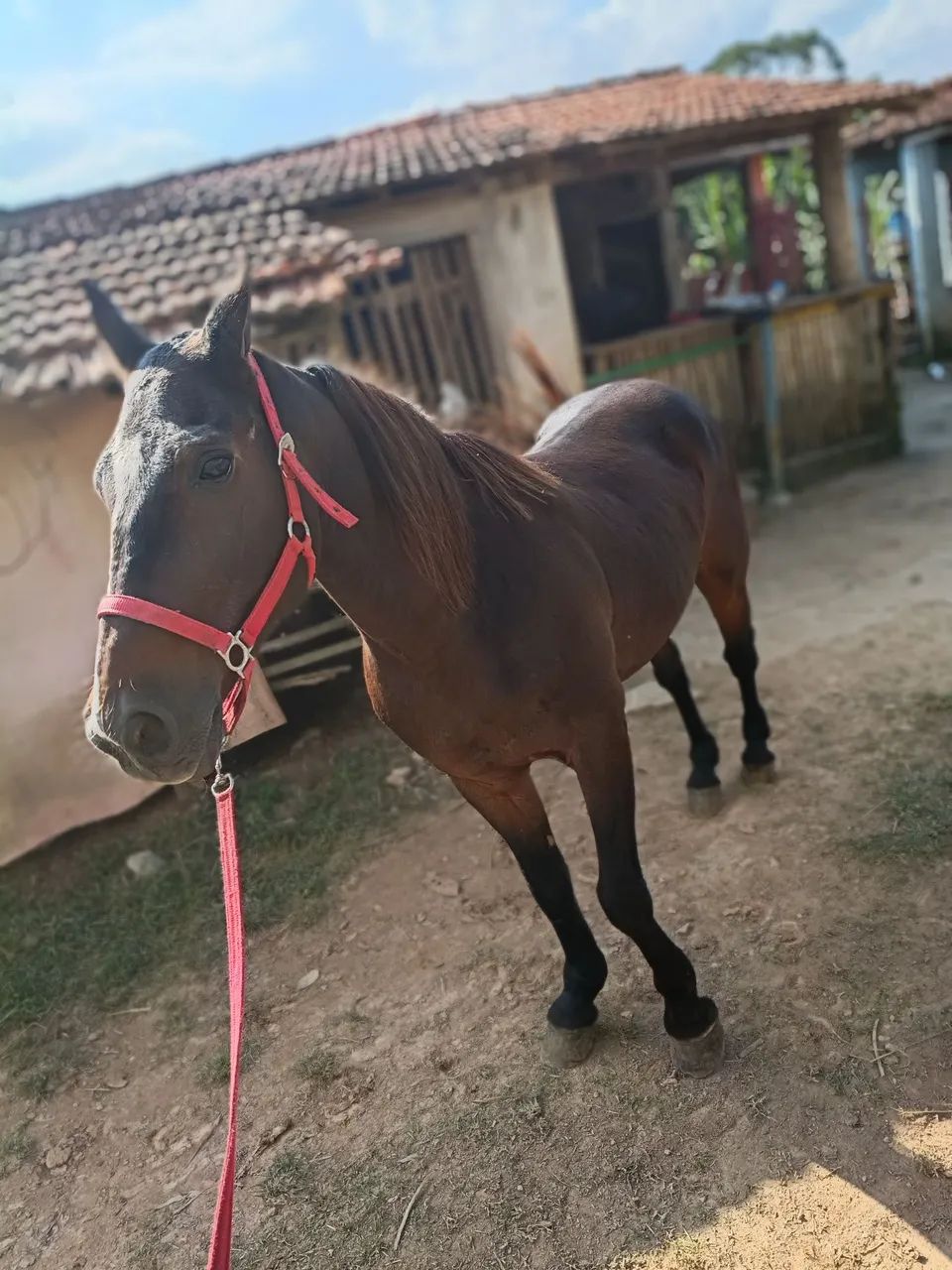 Cavalo trotador  - Foto 4