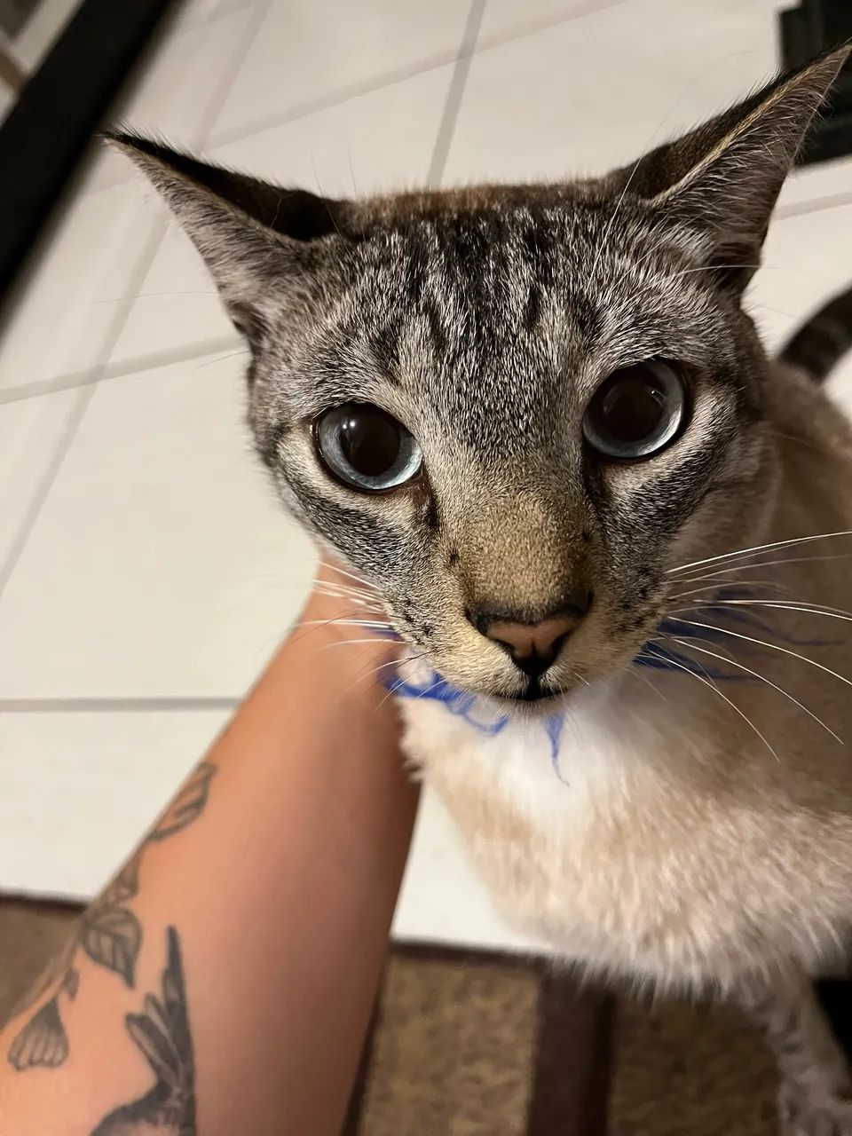 Doa-se Gato e Gata adultos 