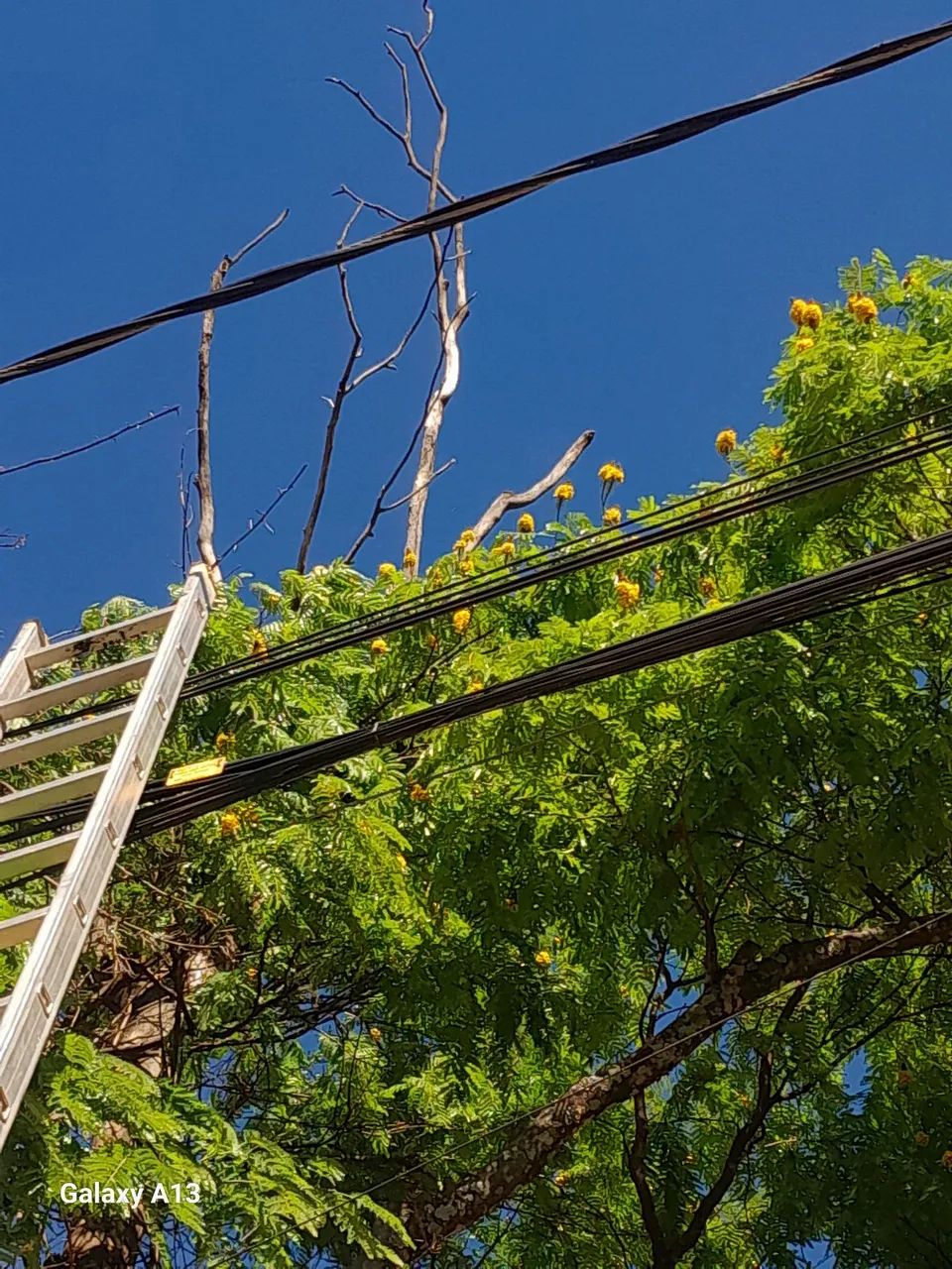 Podas e corte de árvores em geral  - Foto 2
