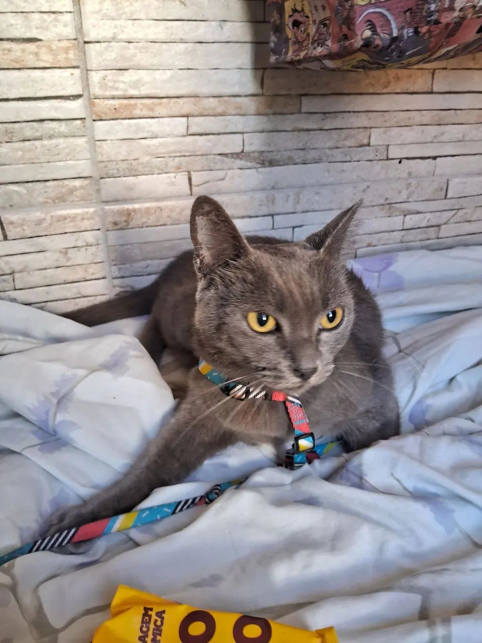 Gata cinza - Foto 5