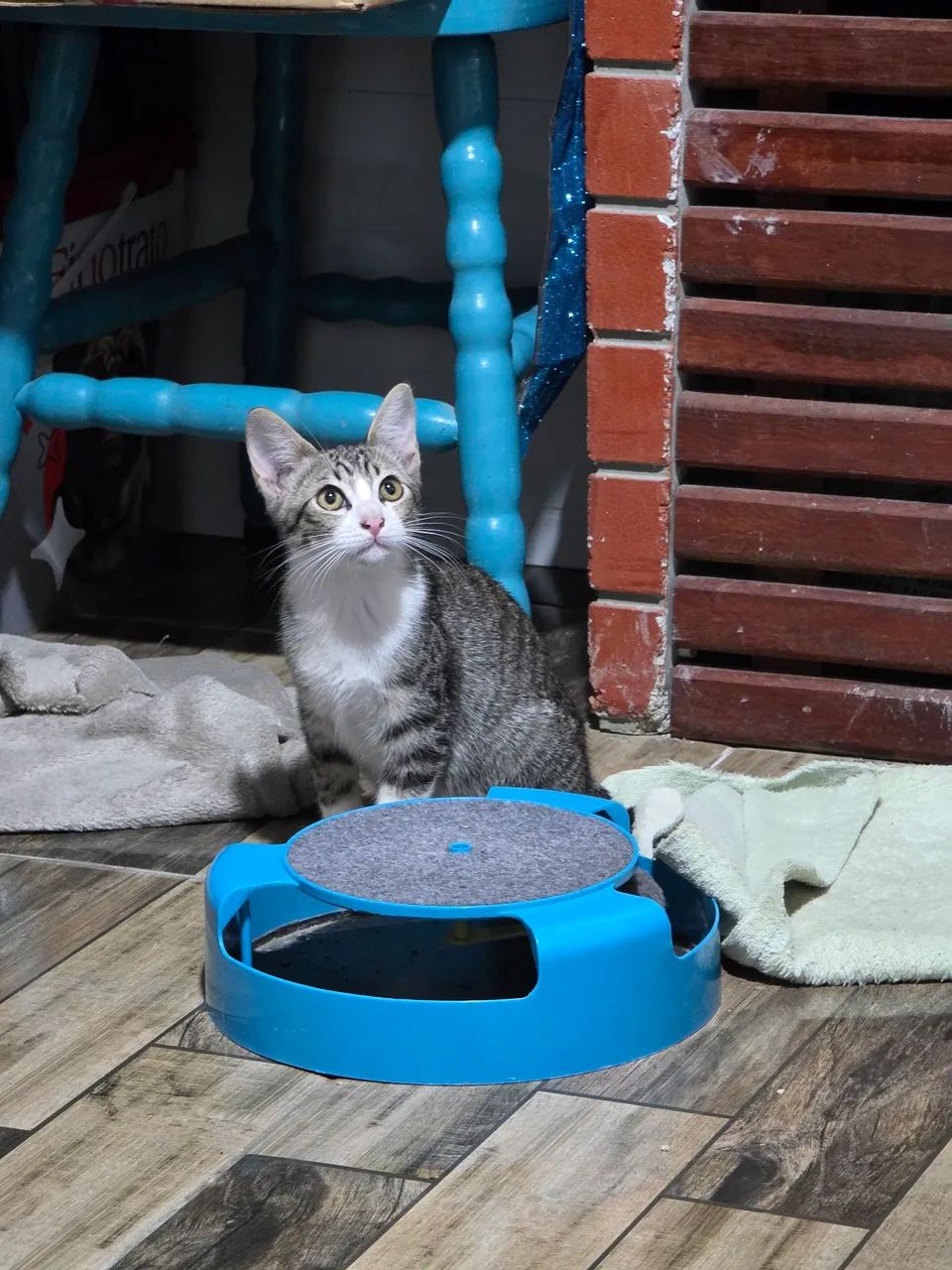 Adoção filhotes gatinhos 