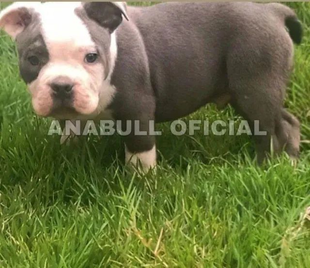 filhotes de american bully  - Foto 2