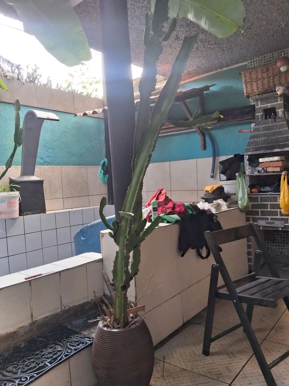 Plantas - Foto 2