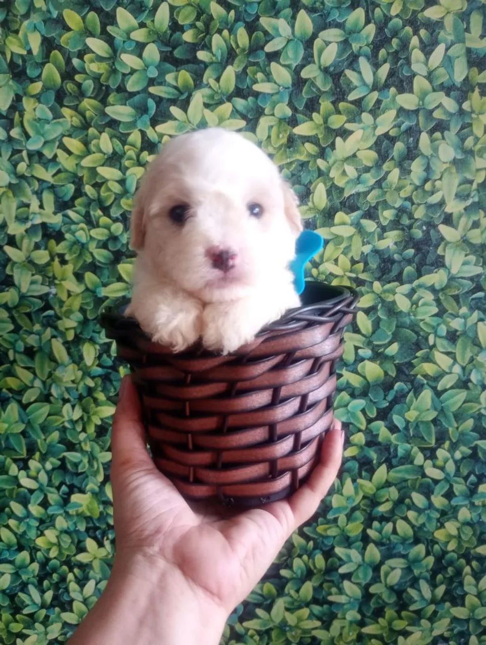 Poodle "Chico" (Com Acessórios)