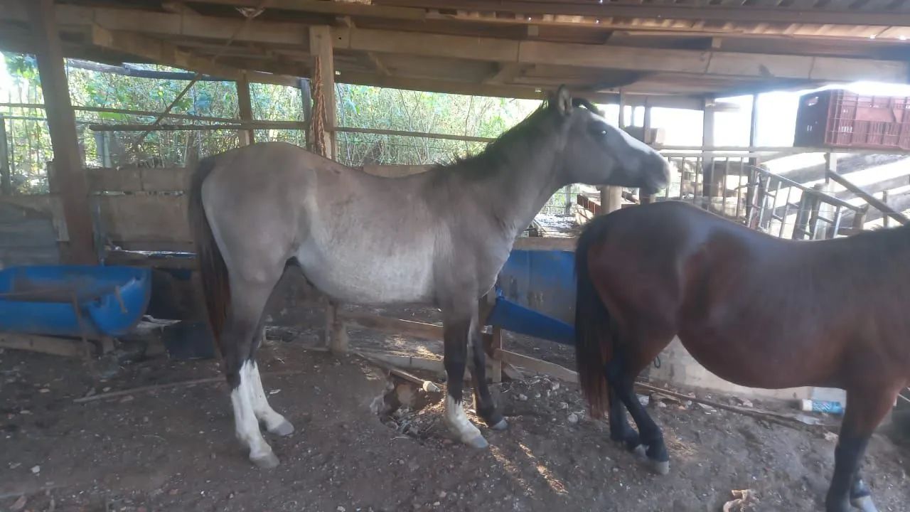 Vende- se ou troco por gado egua pikira e potro criolo  - Foto 3