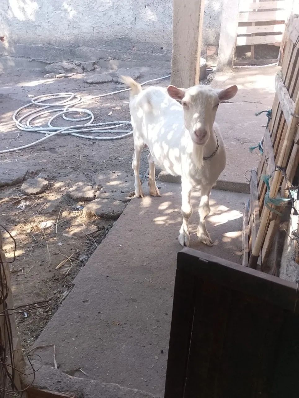 Cabras e bodes - Foto 4